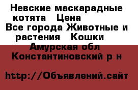 Невские маскарадные котята › Цена ­ 15 000 - Все города Животные и растения » Кошки   . Амурская обл.,Константиновский р-н